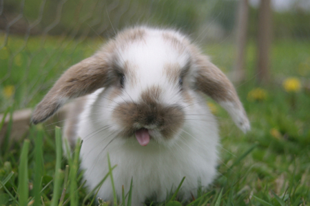 Bunny sticking tongue out