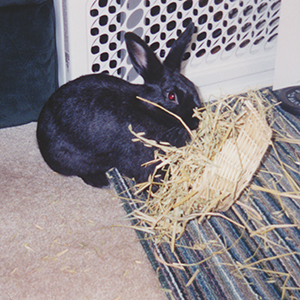 Shadow with a willow bowl full of hay