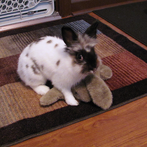 Leo with stuffed bunny girlfriend