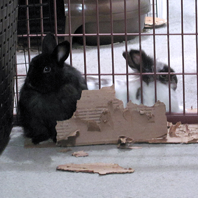 Rabbittude updates: photo showing separate spaces for Leo and Olivia