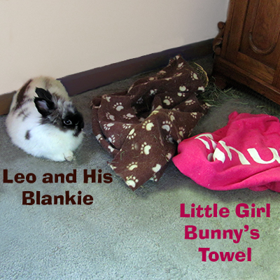 Rabbittude updates: Picture of Leo, his blankie and a girl bunny's towel