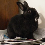 Shadow enjoys the newspapers