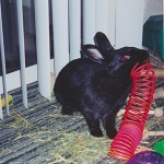 Shadow with his slinky
